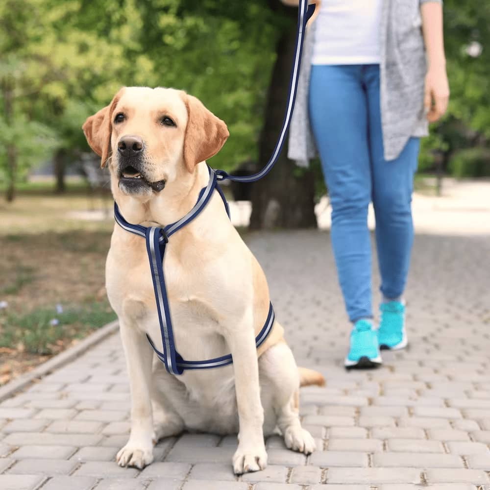 Reflektierendes Hundegeschirr